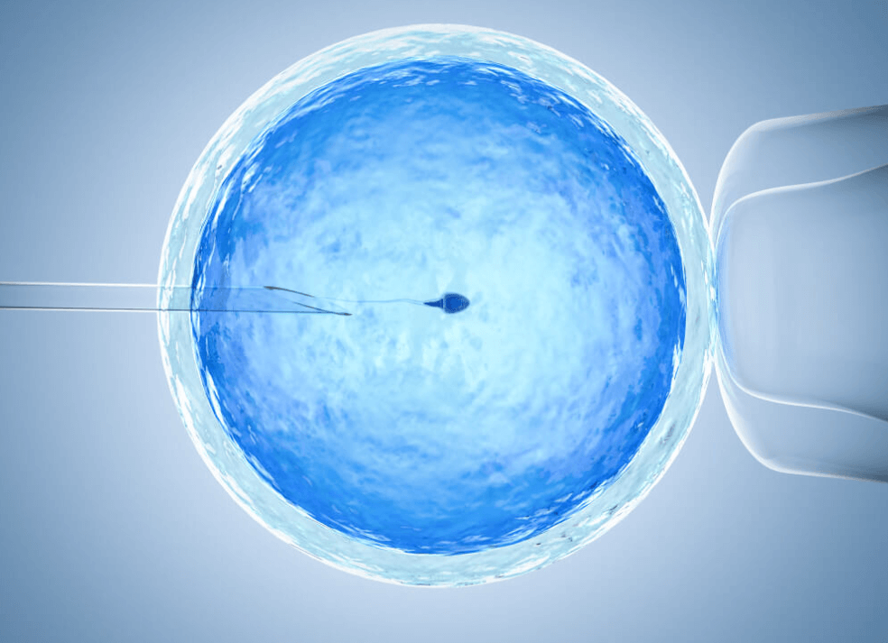 კვერცხუჯრედის დონაცია 